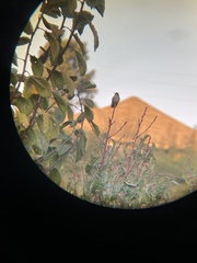 Sephanoides sephaniodes