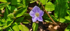 Convolvulus siculus siculus