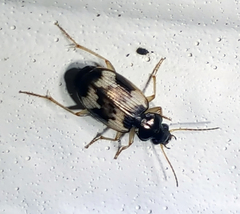 Tetragonoderus fasciatus