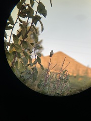 Sephanoides sephaniodes