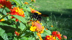 Bombus pauloensis