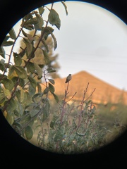 Sephanoides sephaniodes