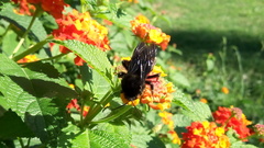 Bombus pauloensis