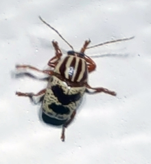 Cryptocephalus leucomelas