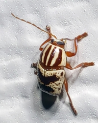 Cryptocephalus leucomelas