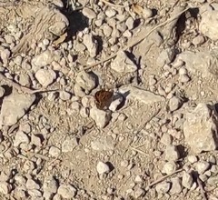 Pyronia bathseba