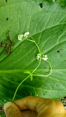 Valerianella umbilicata