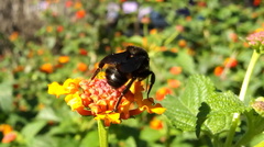 Bombus pauloensis
