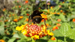 Bombus pauloensis