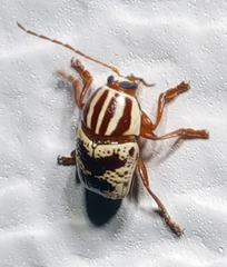 Cryptocephalus leucomelas