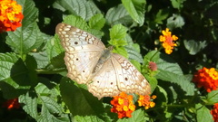 Anartia jatrophae