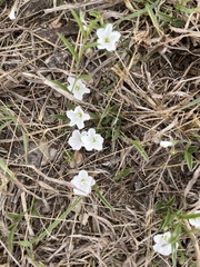 Stylisma pickeringii