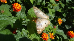 Anartia jatrophae