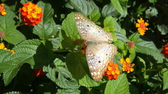 Anartia jatrophae