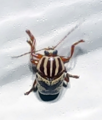 Cryptocephalus leucomelas