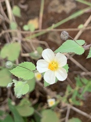 Sida cordata