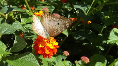 Anartia jatrophae