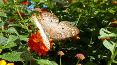 Anartia jatrophae