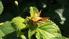 Hylephila phyleus