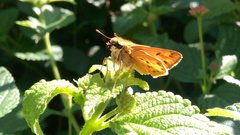 Hylephila phyleus