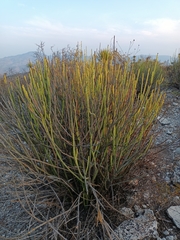 Euphorbia rossiana