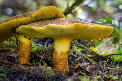 Suillus ampliporus