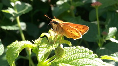 Hylephila phyleus