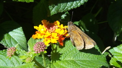 Hesperiinae