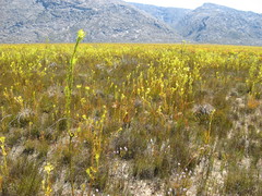 Leucadendron chamelaea
