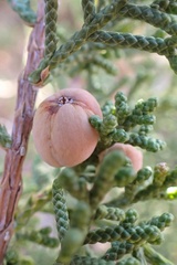 Walshomyia juniperina