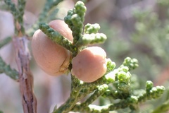 Walshomyia juniperina