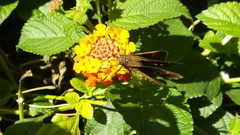 Hesperiinae