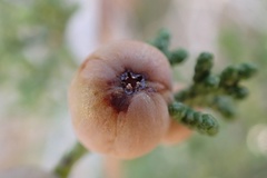 Walshomyia juniperina