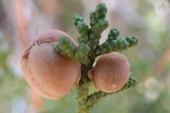 Walshomyia juniperina