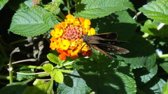 Hesperiinae