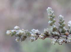 Caroxylon tuberculatum