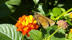 Hesperiinae