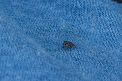 Dermacentor reticulatus