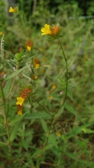 Waltheria operculata