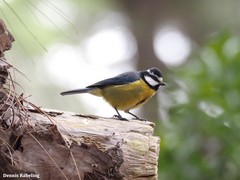 Cyanistes teneriffae teneriffae
