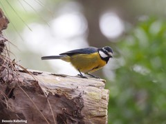 Cyanistes teneriffae teneriffae
