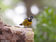 Cyanistes teneriffae teneriffae
