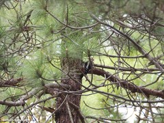 Dendrocopos major canariensis