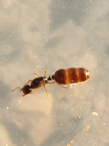 Common European Thief Ant