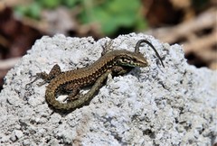 Podarcis muralis