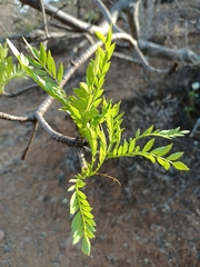 Pseudosmodingium andrieuxii
