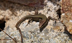 Podarcis muralis