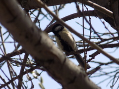 Parus major