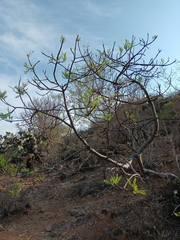 Pseudosmodingium andrieuxii