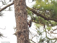 Dendrocopos major canariensis